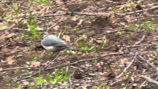 野鳥：ゴジュウカラ／木から下りて湿地で餌探し