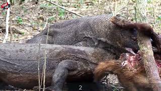 5 Best Moments Komodo Dragon Eating Deer Alive