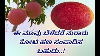 ಈ ಮಾವಿನ ಹಣ್ಣಿನ ಬೆಲೆ ಸರಿ ಸುಮಾರು ಎರಡು ವರೆ ಲಕ್ಷ..! ಜಪಾನ್ ನಲ್ಲಿ ಬೆಳೆಯುವ ಮೀಯಾ ಜಾಕಿ ಎನ್ನುವ ವಿಶೇಷ ತಳಿ