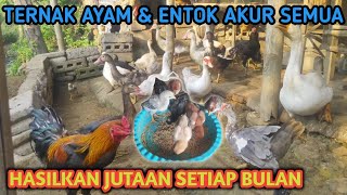 Tips Sukses Ternak Ayam Kampung \u0026 Entok Bisa Akur 1 Kandang