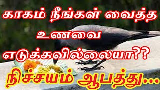 காகம் நீங்கள் வைத்த உணவை எடுக்கவில்லையா?|does the cock not taken your food?|#crow|#food|#பிதுர்தோஷம்