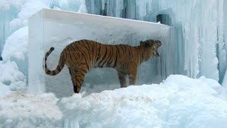 These 10 Animals Can Survive Freezing Temperatures