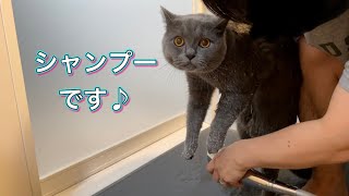 ブリティッシュショートヘアのシャンプーは簡単です♪