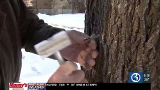 Maple syrup season starts