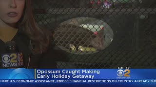SEE IT: Opossum Crashes Live Shot