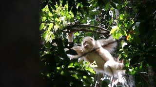 Rare albino orangutan released back into the wild