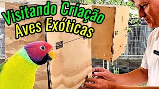 Conheça uma Incrível Criação de Aves Exóticas