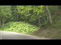 北海道道949号オンネトー線（360p 車載動画ドライブ part2）オンネトー湖畔～町道雌阿寒岳オンネトー線交点 足寄町