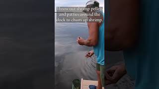 How to catch Shrimp at Night! #shorts