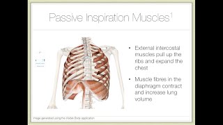 Action of Breathing — Part 1: Mechanisms