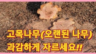 고목나무(오래된 나무) 과감하게 자르세요!!/Why boldly cut old trees(농사의신)