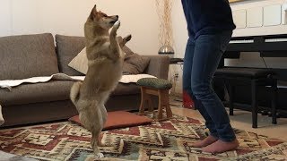 お姉ちゃんの奇妙なダンスに付き合わされる。    柴犬ゆき Shiba inu, Yuki