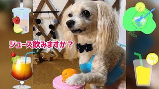 子どものおもちゃだけど、ワンコも使えちゃいます♪