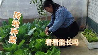 农村女子砖地种菜长大了根怎么处理，这个视频告诉你