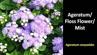 Ageratum conyzoides/ Ageratum houstonianum/Ageratum mexicanum