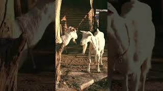 Goats farm #goatfarming #goat #farming #pet #animals #desi #shorts #ytshorts #viralshorts #explore