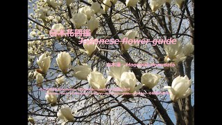 舞い降りる？白き群れ！Dance get off?White herd!   白木蓮（ はくもくれん ）Magnolia denudata   季節の花　日本花図鑑　J flower guide