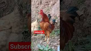 Desi murga ki Awaz|Desi murga|Desi murgi farm #roostersound #desi #hen #rooster #cat