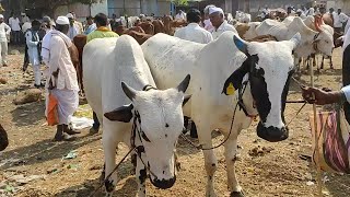 परभणी जिल्ह्यातील सुप्रसिद्ध गंगाखेड बैल बाजार | Gangakhed bail bazar