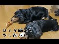 356 はくのヒヅメを狙ってるむぎ