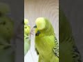 ビンタされるジャンボセキセイインコ