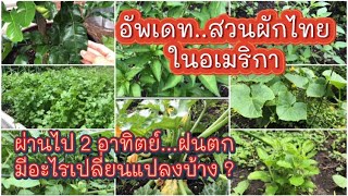 อัพเดทสวนผักไทยในอเมริกา หลังฝนตกสองอาทิตย์ #garden #vegetables #thaiherbs #lifestyle #thaigarden