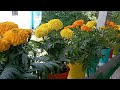 Hybrid marigold/beautiful flowers plants ||👌❤️Rewati's garden