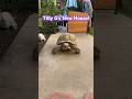 Tilly G’s getting a new bigger house for his 10th birthday! #tortoise #sulcata #tortoisehouse