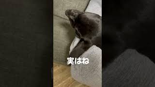 実はこの子、、、#shorts #犬 #dog