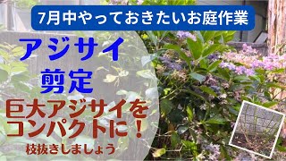 《大きくなり過ぎた西洋アジサイをコンパクトに！》2m超え紫陽花の剪定／便利な電動ノコギリ