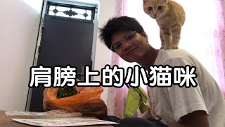 捡来的小猫咪很快就会实现蔬菜自由啦