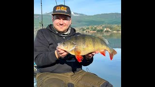 MONSTER PERCH from Perchzilla Lake! 53 cm and 2900g!