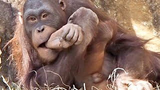 仲良し!かわいい(リキ♂7歳、アピ♂5歳)・オランウータン