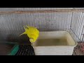 শীতে কি পাখি গোসল করে does budgie take bath in winter budgerigar pakhir gosol