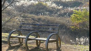 里山散歩　暖かな初冬の休日、殿入中央公園・池の沢周辺　　2023. 12. 9.　（4K）