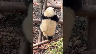 Look back how baby Hehua got off the platform about 8 months old🥰😄🐼She is so adorable😍| Cute Otter