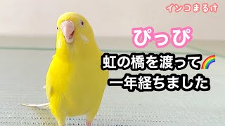 ぴっぴが虹の橋を渡って一年が経ちました　Budgerigar.