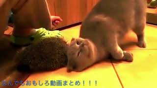 【可愛い猫ちゃん】Twitterで話題になった最高に可愛い猫ちゃん動画まとめ！！！part8【なんでもおもしろ動画まとめ！！！】