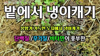 [봄철냉이캐기] 냉이 캐러 왔어요!!----봄향기 가득 향좋은 냉이---단백질 ,무기질등 영양소 듬뿍