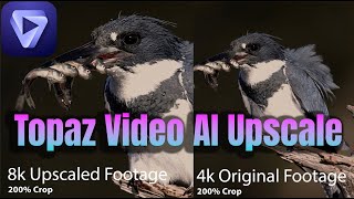 Topaz Video AI 8K Upscale Sample - Kingfisher Catches 5 Fish