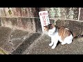 【2匹の猫がくれた平和な時間】the peaceful time given by the two cats