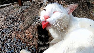 【2匹の猫がくれた平和な時間】The peaceful time given by the two cats