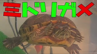 【亀】最近のうちのカメ【ミドリガメのぐい】