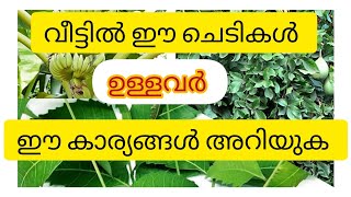 ഈ ചെടികൾ വീട്ടിലുള്ളവർക്ക് സാമ്പത്തികാഭിവൃദ്ധിയും ഈസ്വരാനുഗ്രഹങ്ങളും ഉണ്ടാകുന്നു @rukkusworld8322