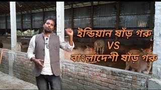 Indian Bull VS Bangladeshi Bull | ইন্ডিয়ান বনাম বাংলাদেশী ষাঁড় গরু | Cow Rearing Method | Bull Cow