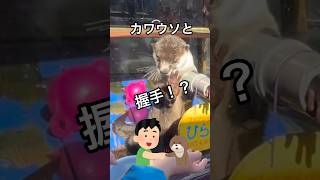 カワウソと握手なんてできるの？それができちゃう場所があるんです！それは伊勢シーパラダイス#shorts#カワウソ#水族館#伊勢#伊勢シーパラダイス#珍しい#三重県#志摩#鳥羽