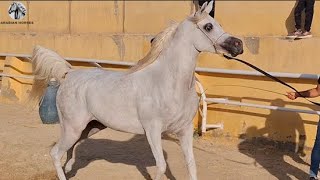 الخيل العربي مع ابو تريكه العالمي | Arabian Horse Show