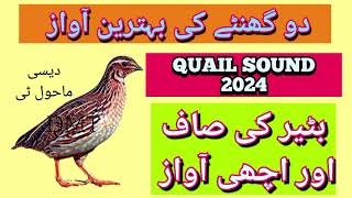 Batair ki awaz 2+Hour best sound 2024