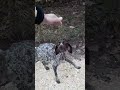 she is an abandoned german shorthaired pointer and she is a wonderful dog...🐕❤🍂@