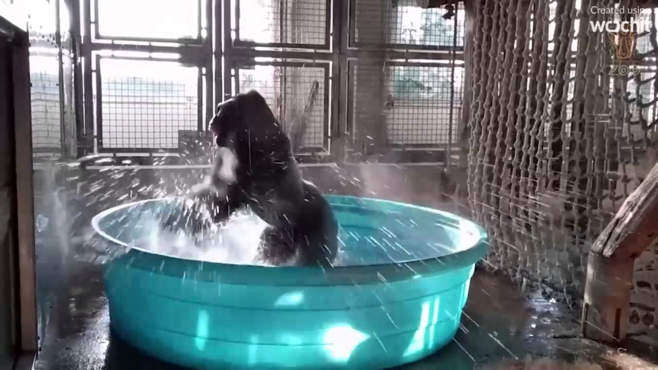 Dancing Gorilla Youtube